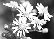 网络ddos攻击软件